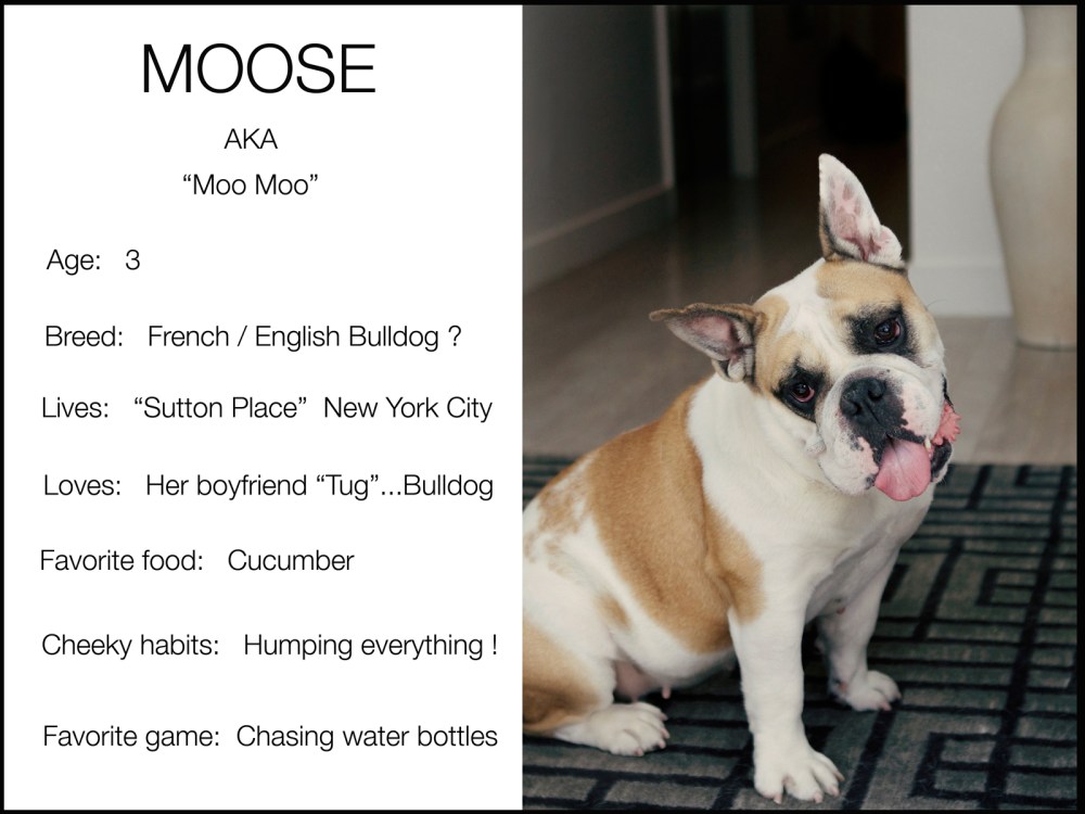 Black Back moose low