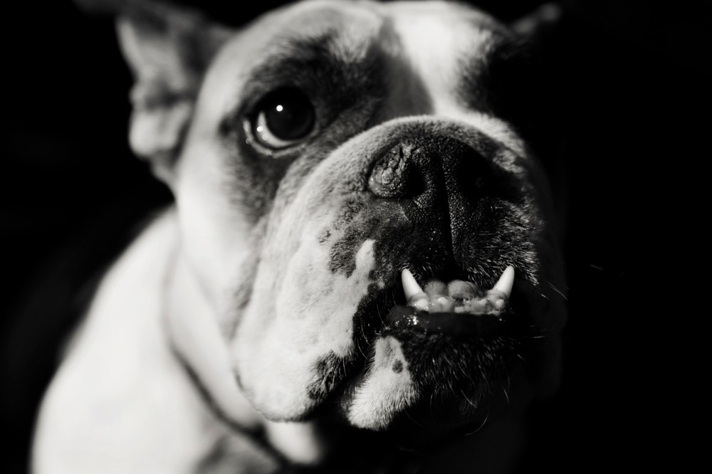 Moo- 051 B&W vintage low