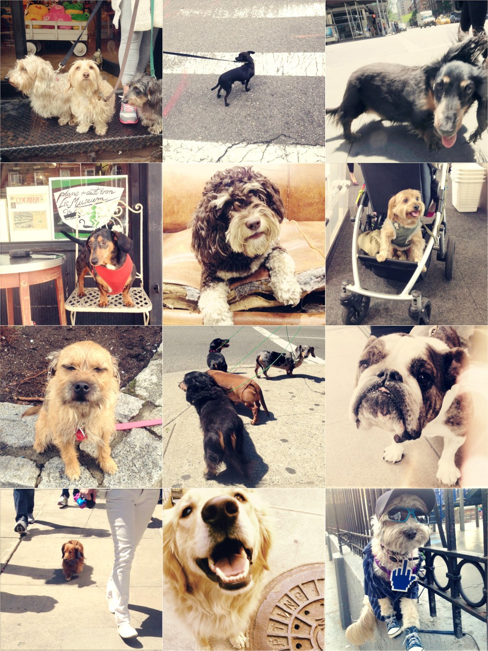 Dogsandthecity.net Kristie Lee