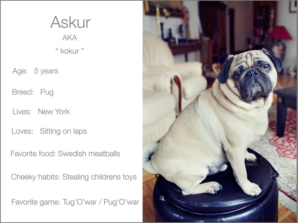 Grey background Askur