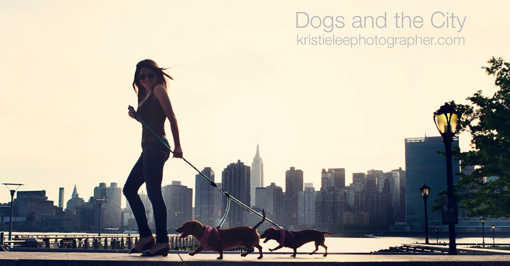 Dogsandthecity cover photo logo