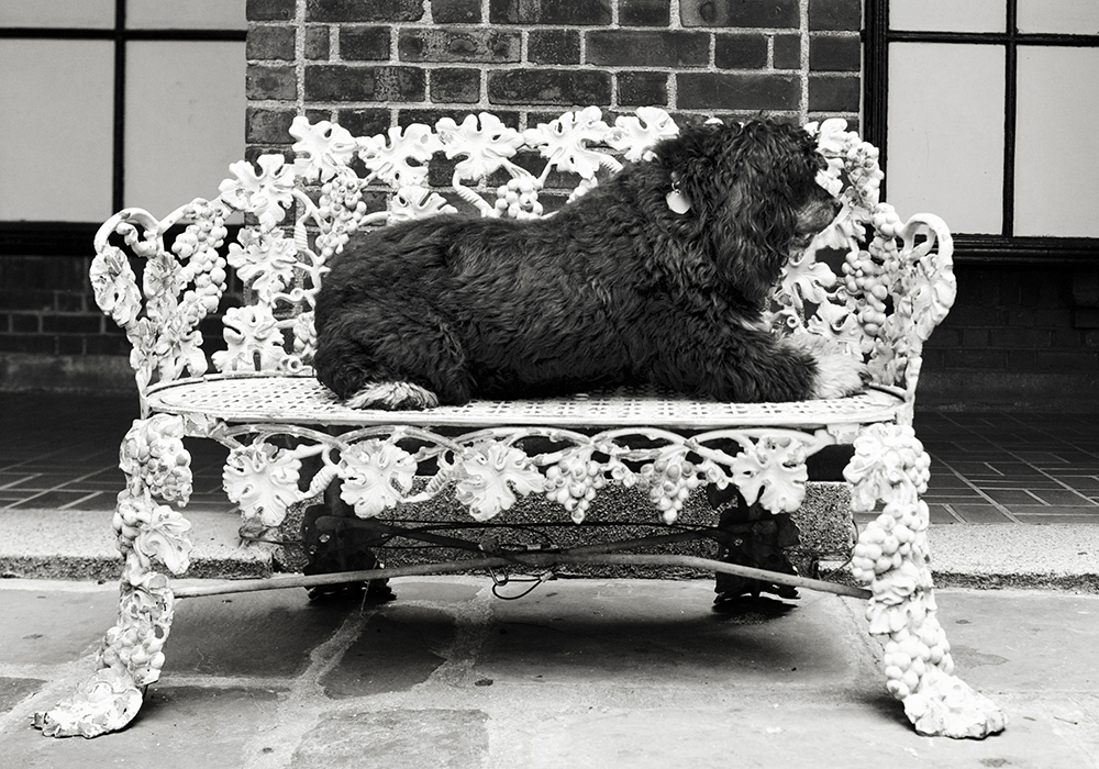 Dyl- 054 B&W platinum