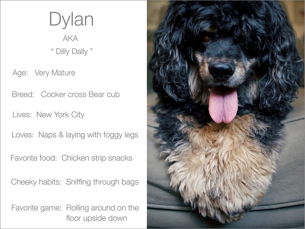 Grey Dylan blurb