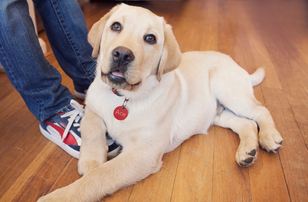 Ace- 017 Ace VS copy copy