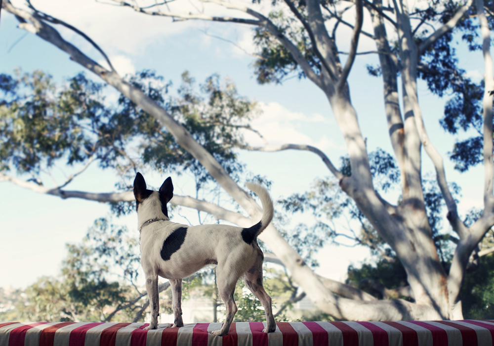 billy- 019 copy cosmo