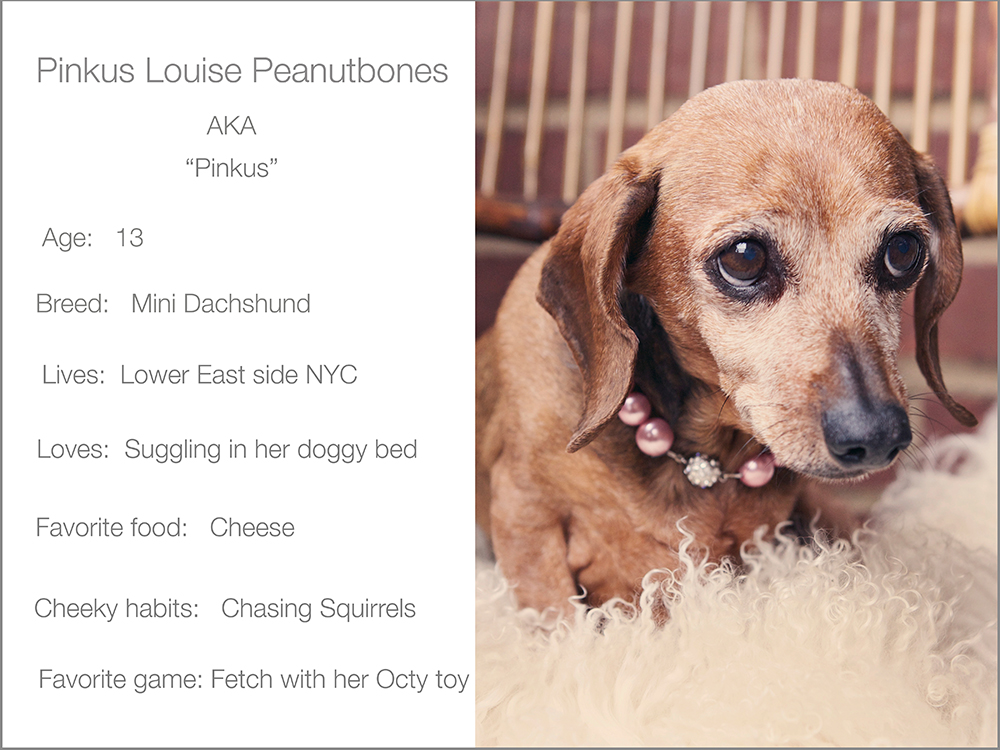 Grey back Pinkus profile