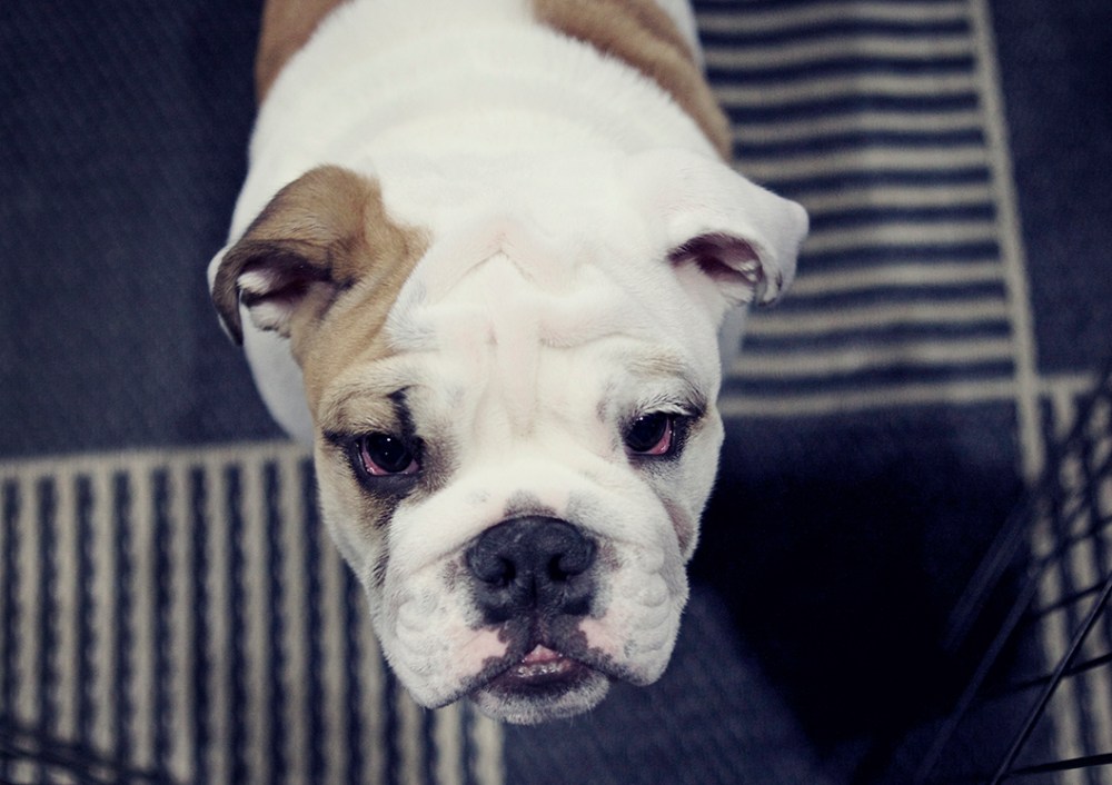 baby bulldog Kristie lee sushi