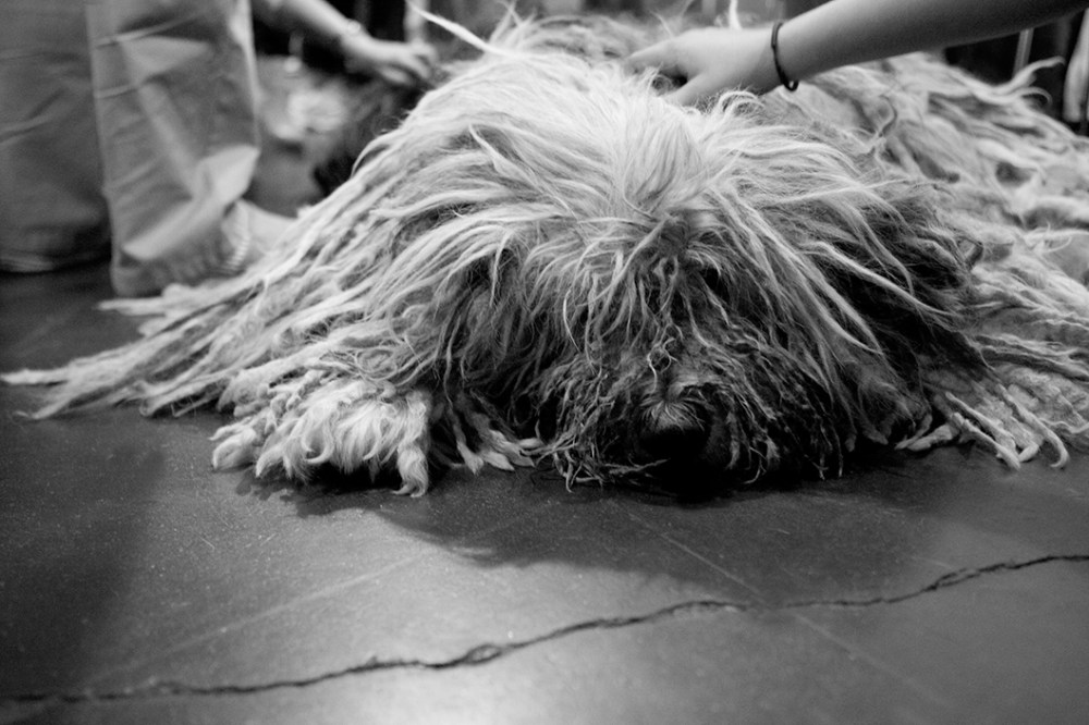 Bergamasco Kristie Lee B&W