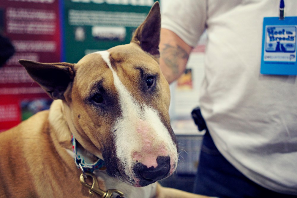 bull terrier Kristie lee sushi