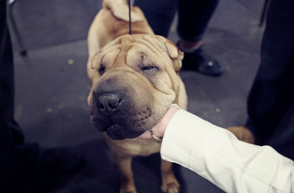 charpe kristie lee sushi