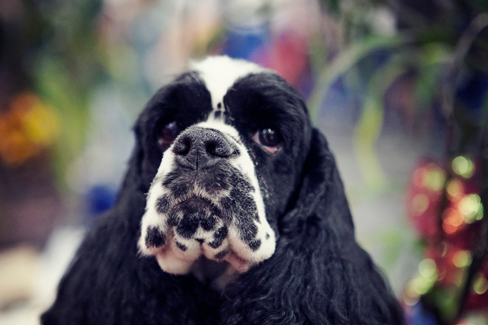 cocka Kristie lee sushi