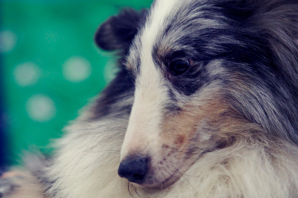 collie kristie lee sushi