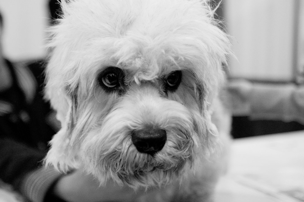 Dandie dinmont Kristie lee B&W