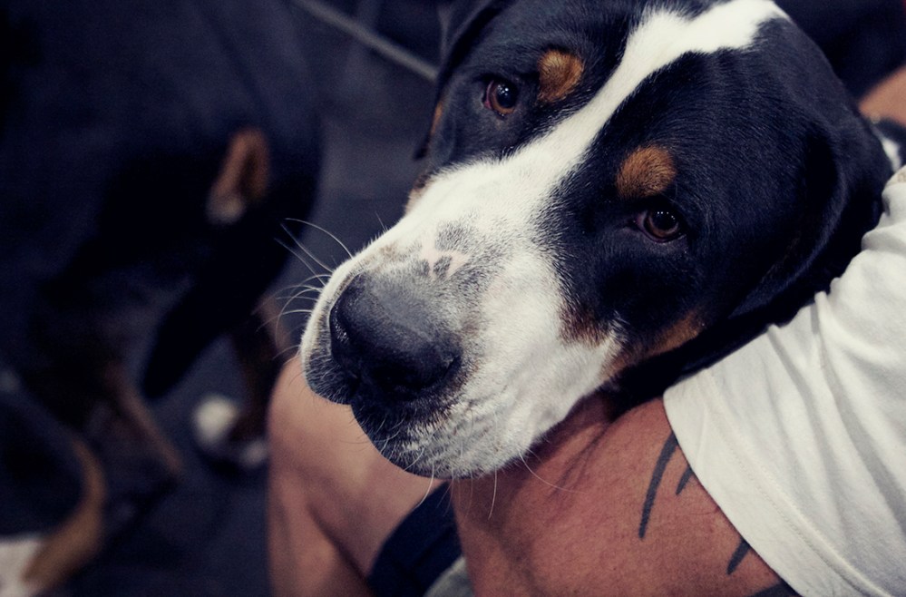 dog 2 kristie lee sushi