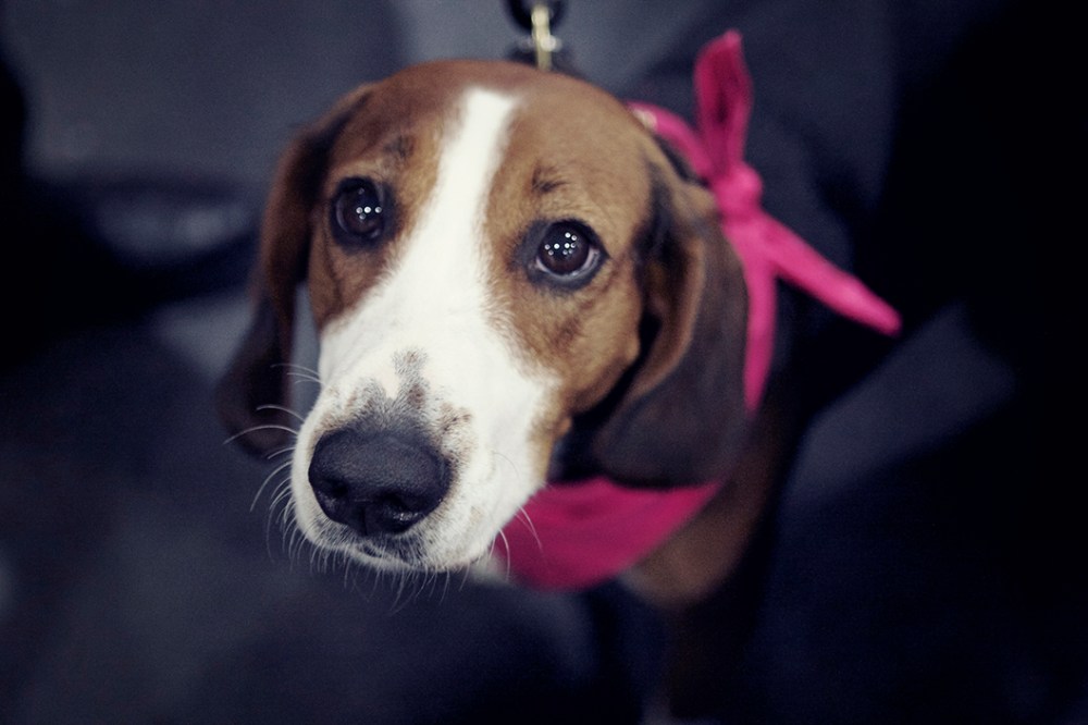 dog 3 kristie lee sushi