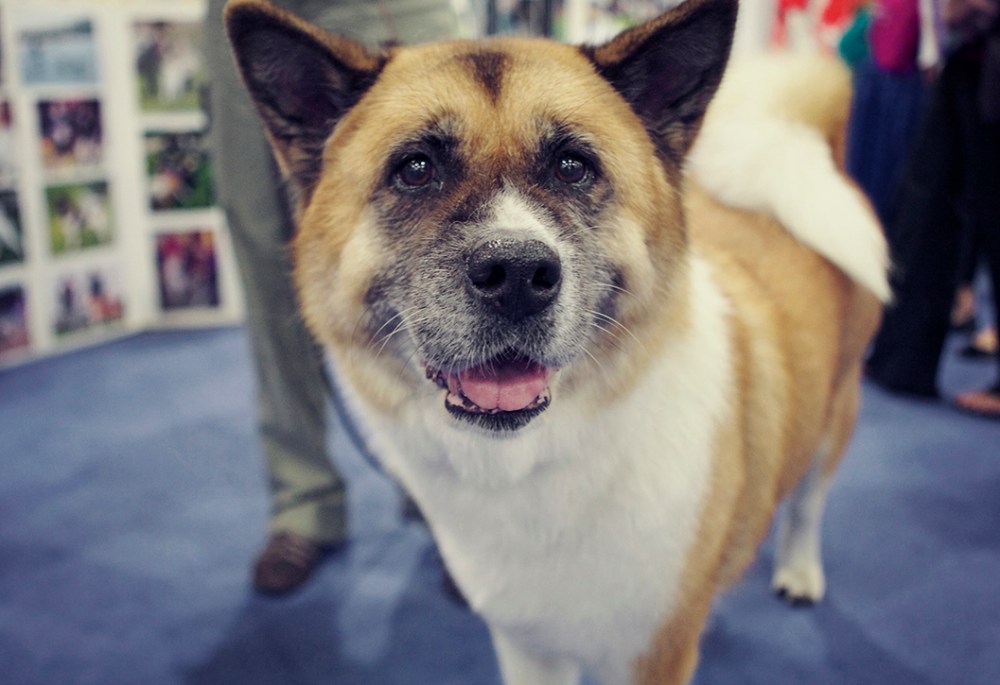 Dog kristie lee sushi