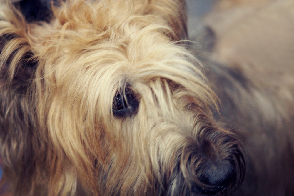 dog kristie lee sushi