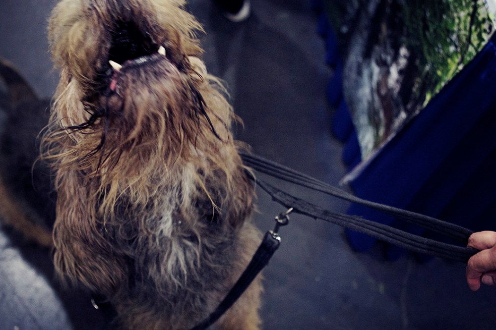 goofy kristie lee sushi