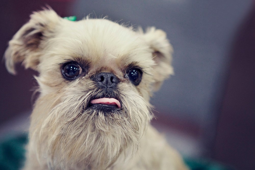 Griffin kristie lee sushi