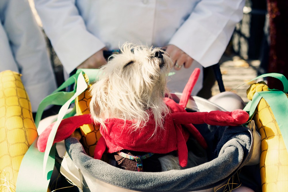 HDP Kristie Lee- 015