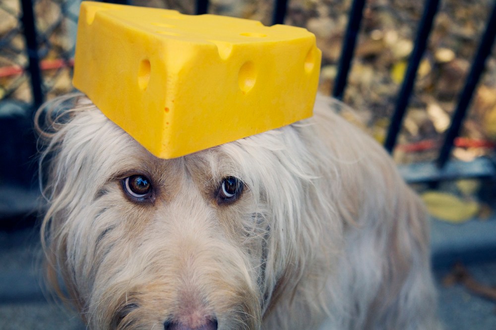 HDP Kristie Lee- 051