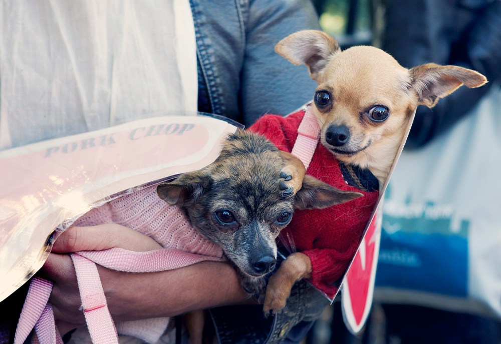 HDP Kristie Lee- 221