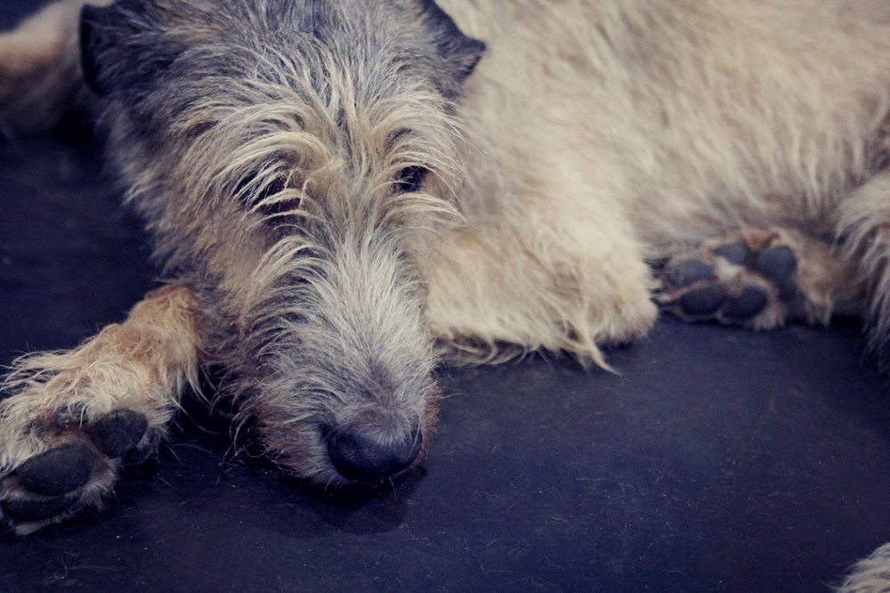 hound kristielee sushi