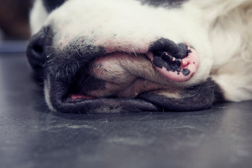 lips kristie lee sushi