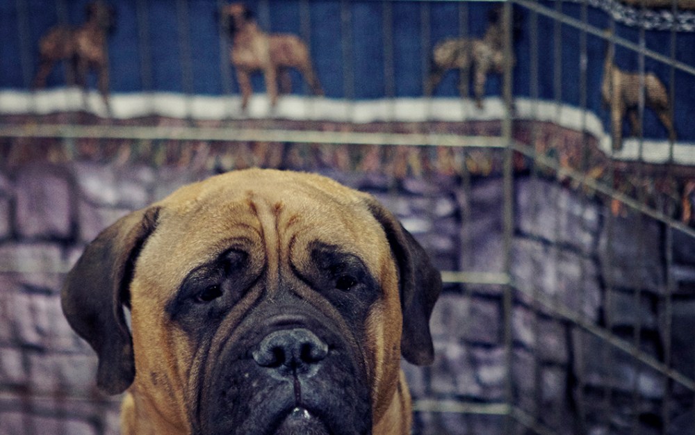 mastiff kristielee sushi