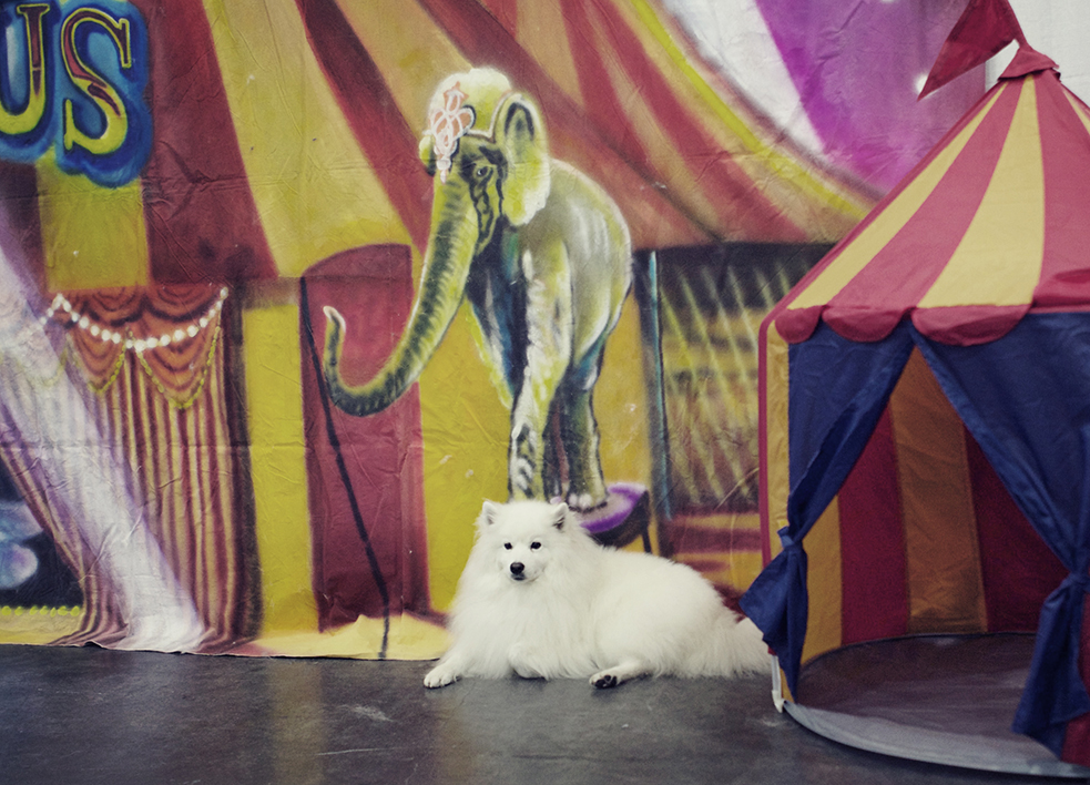 meet the breeds Kristie lee sushi