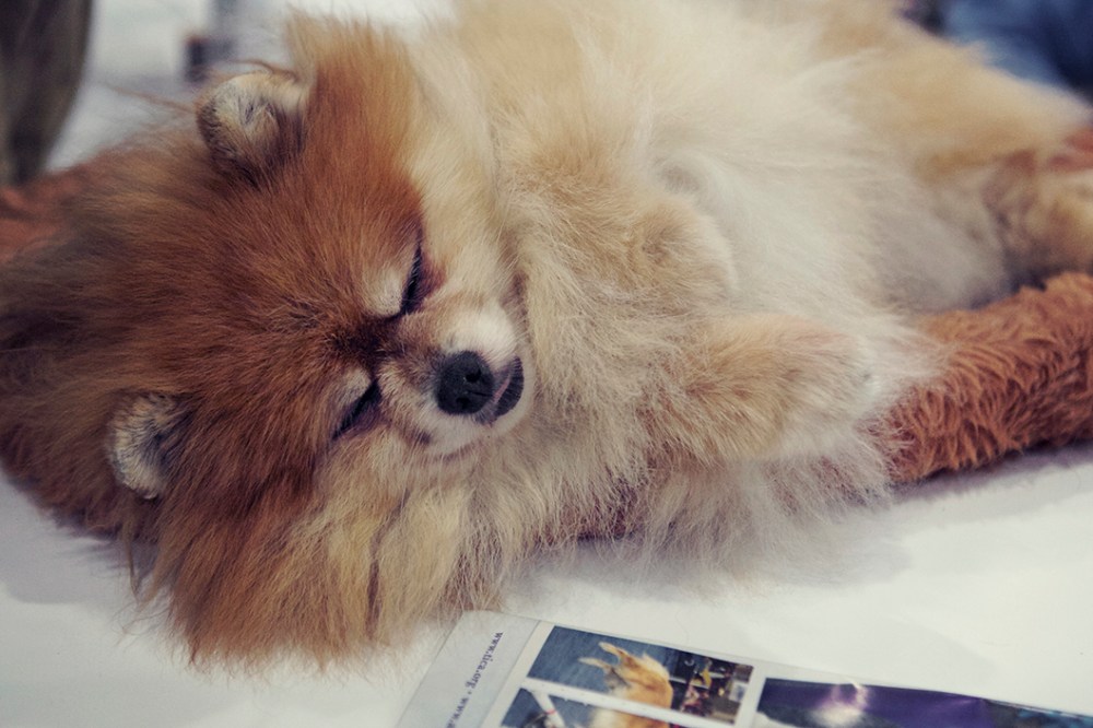 pomarinian kristie lee sushi