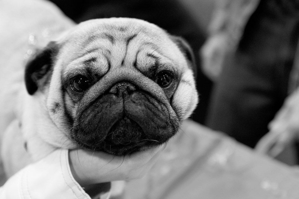 Pug kristie lee B&W