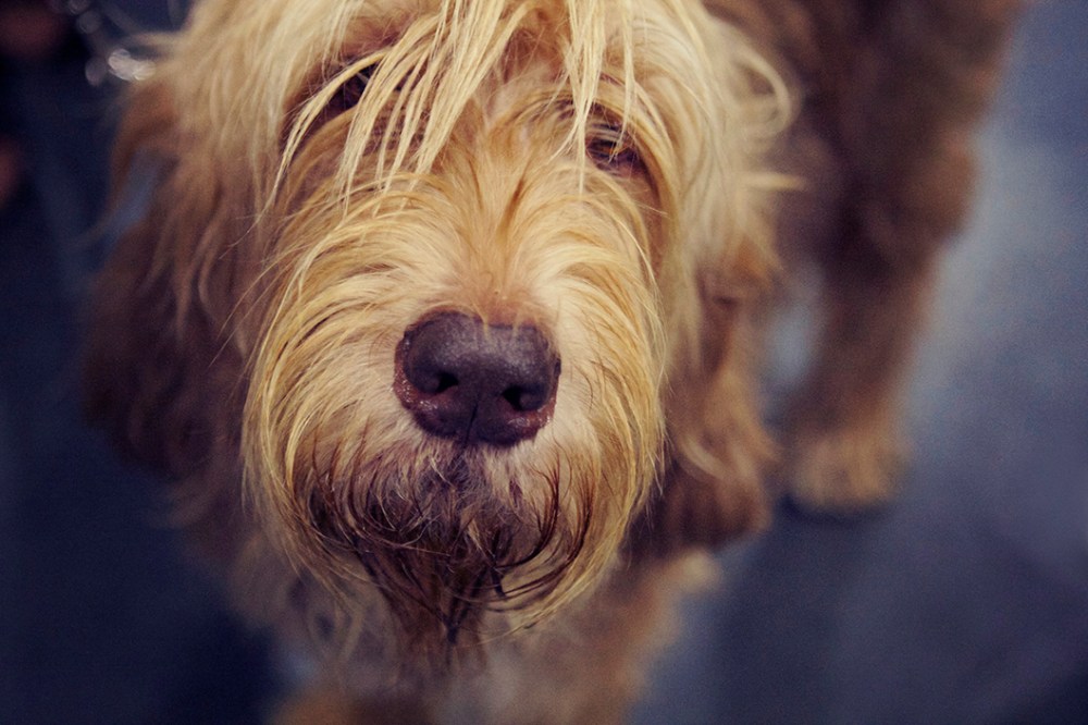 scrappy kristie lee sushi