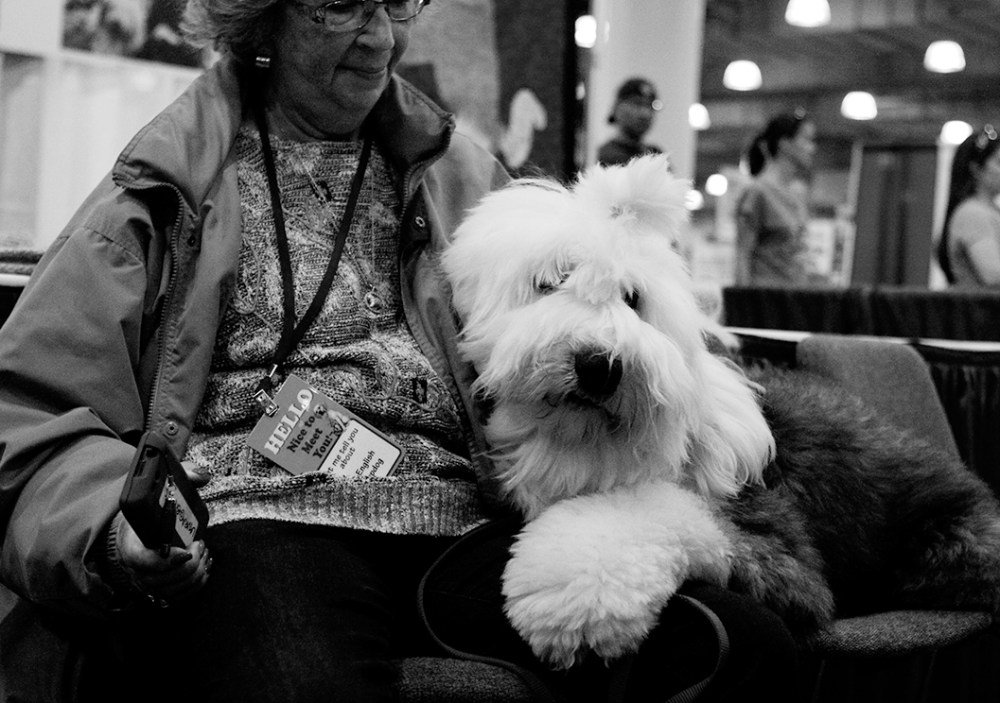 sheep dog kristie lee B&W