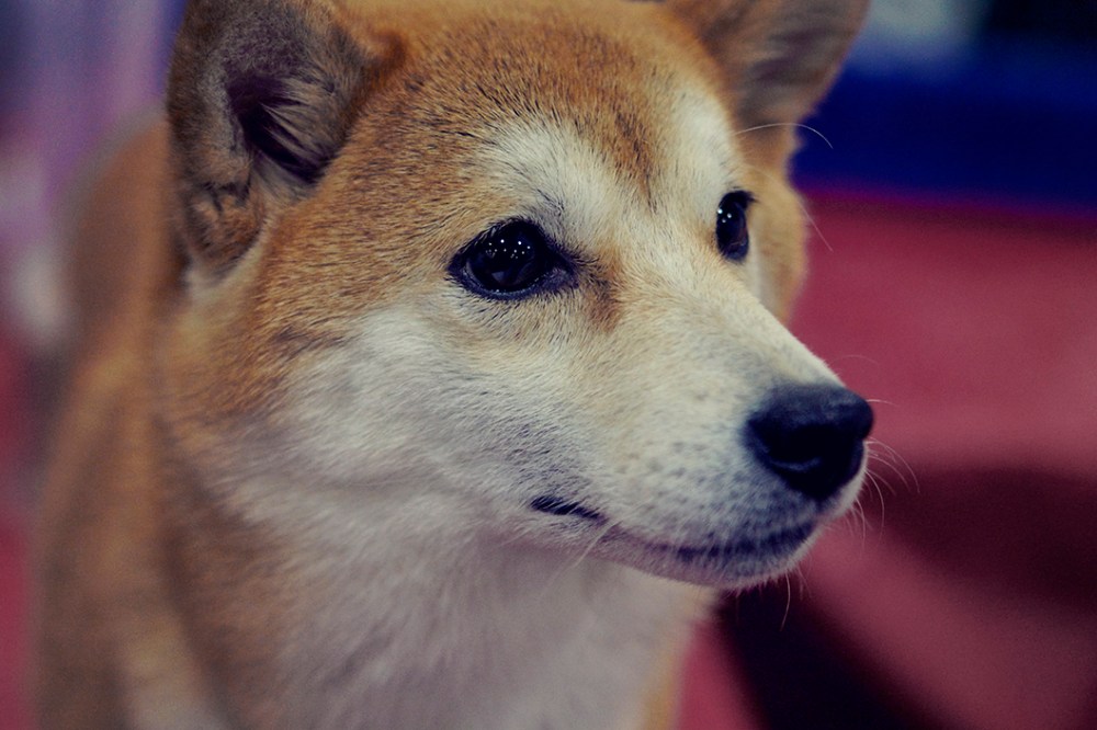 sibainu kristie lee sushi