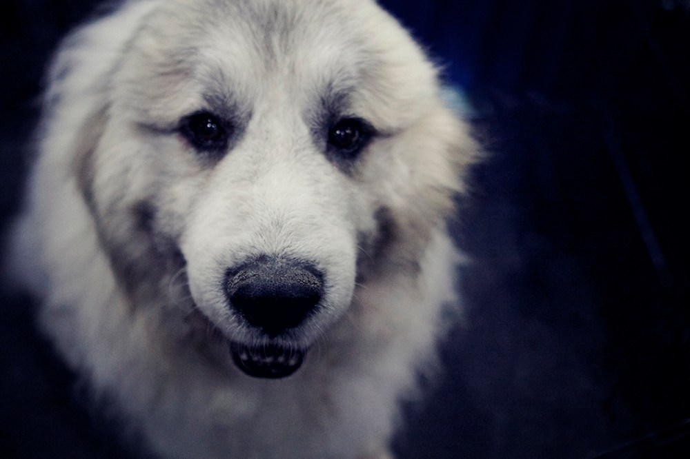 smile kristie lee sushi