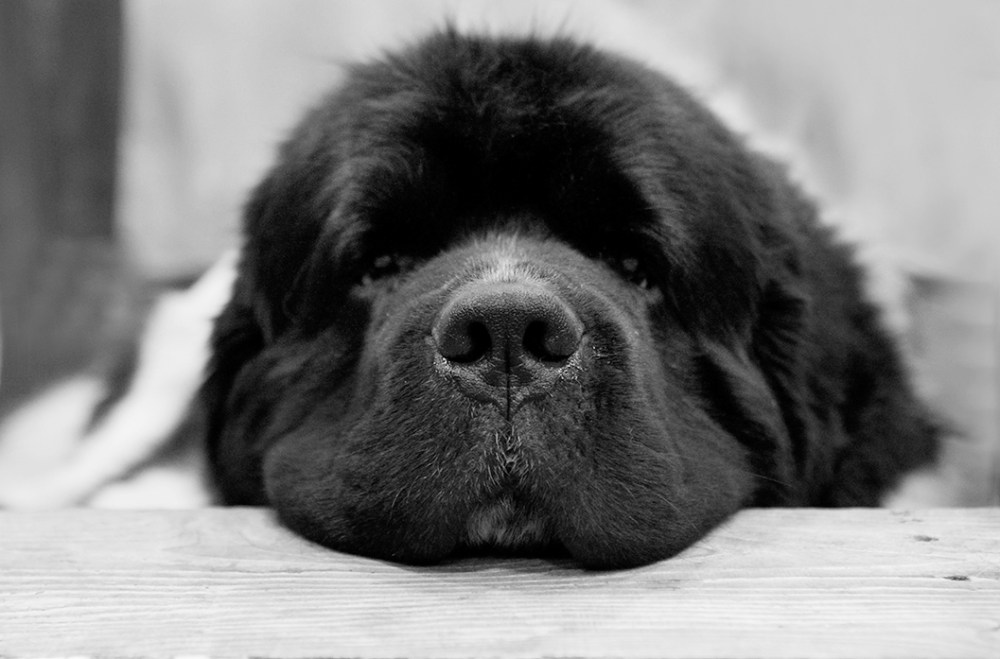 st bernard kristie lee B&W