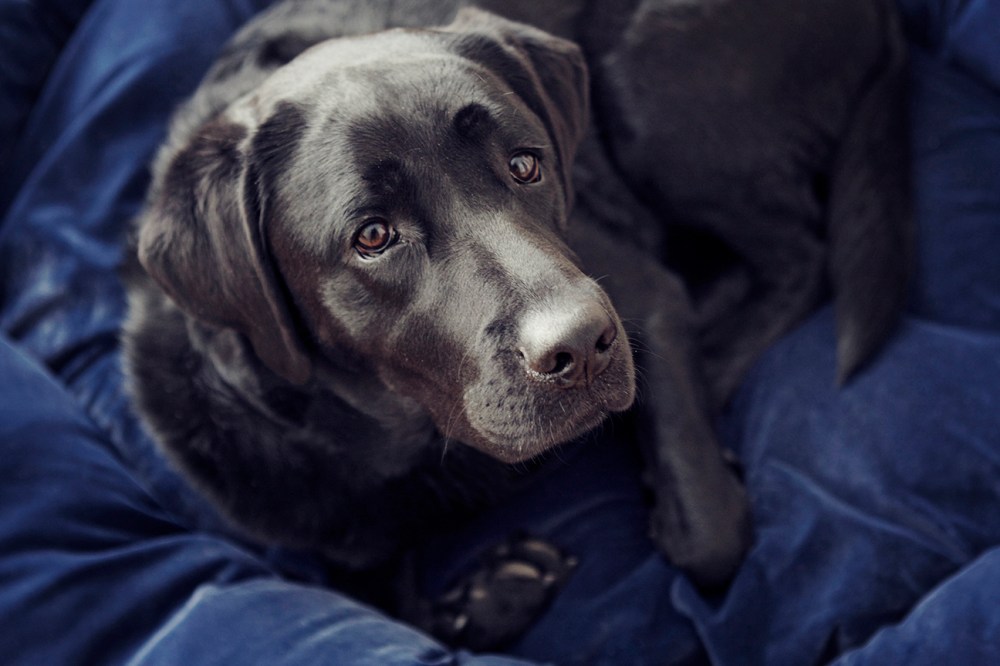 Val- 001 Kristie Lee