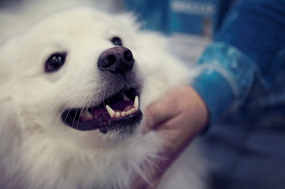 White dog Kristie lee sushi