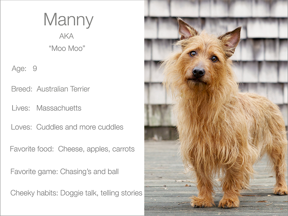 Dogsandthecity Manny