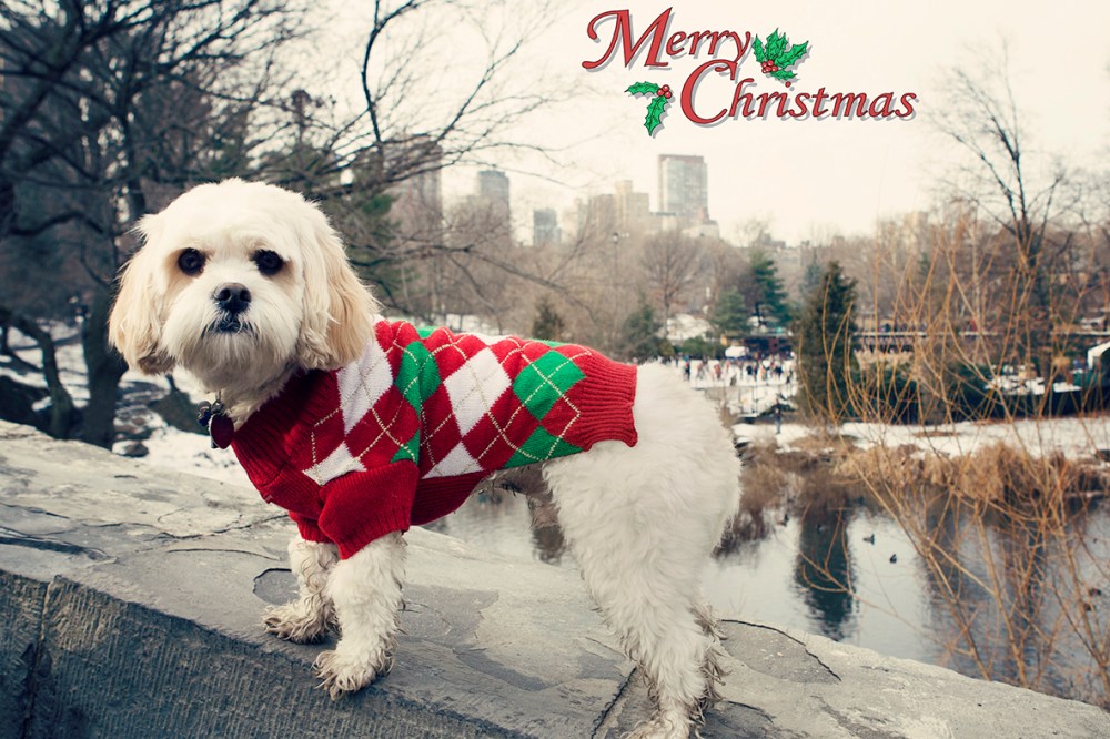Dogs and the City Merry Christmas copy