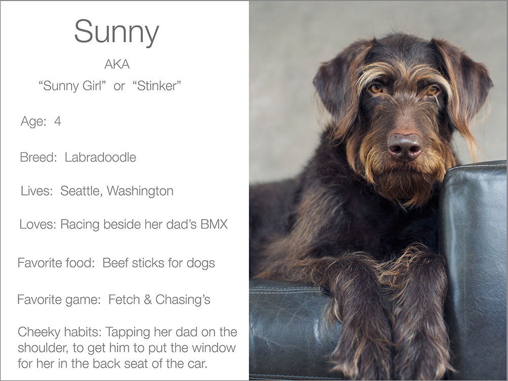 Sunny profile dogs and the city