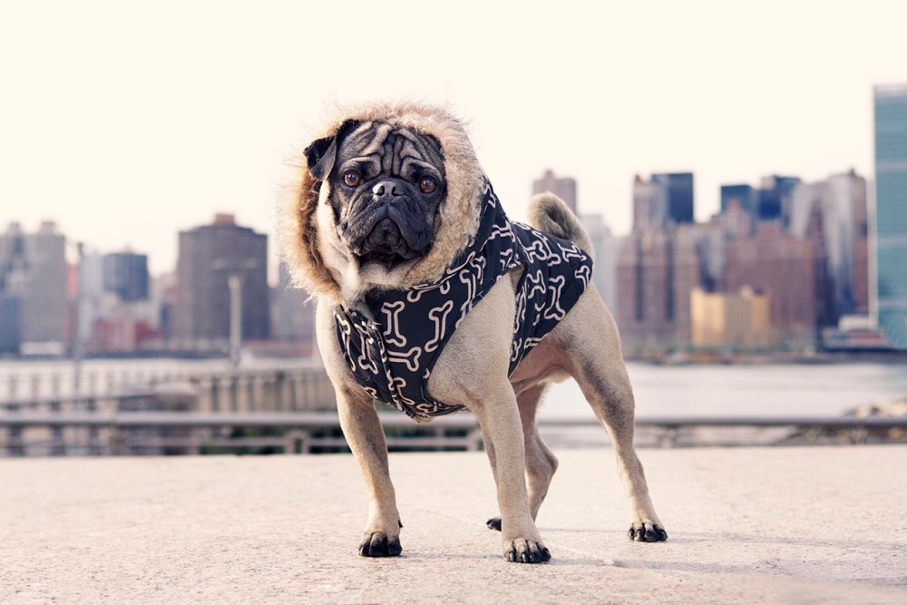 Tom- 113 soft Kristie Lee Photographer