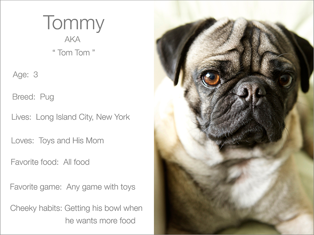 Tommy profile dogs and the city