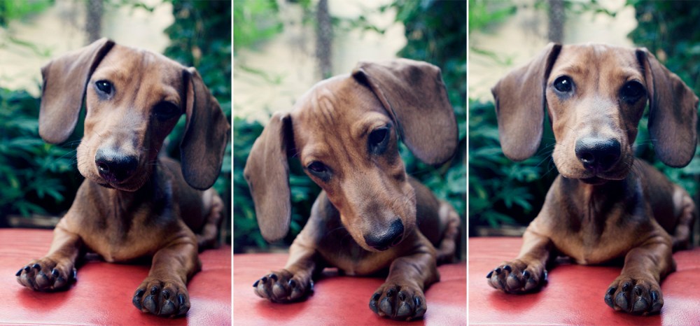 3 zeppy Kristieleephotographer