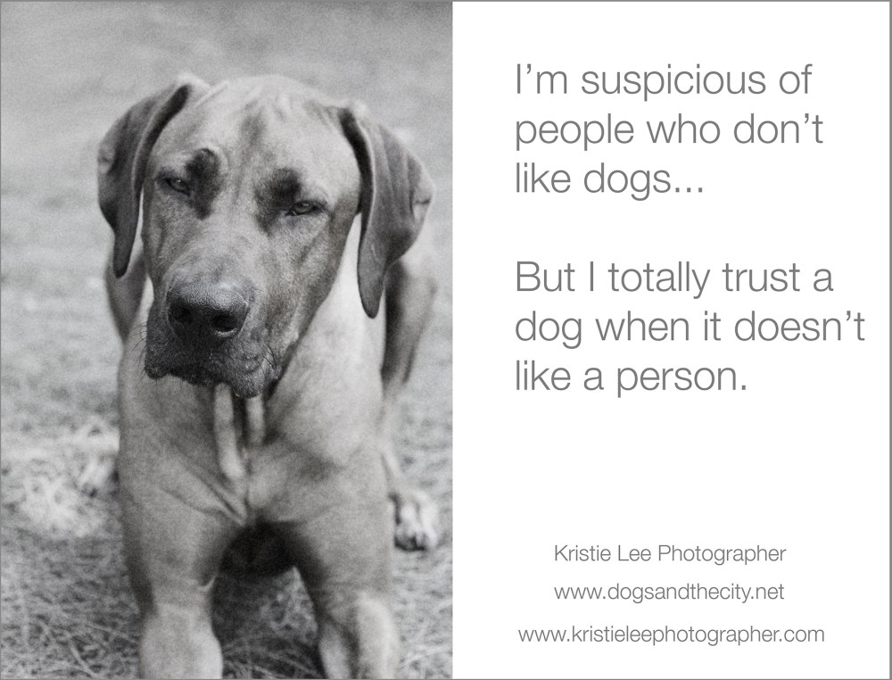 dogs and the city kristie lee photographer Tank copy