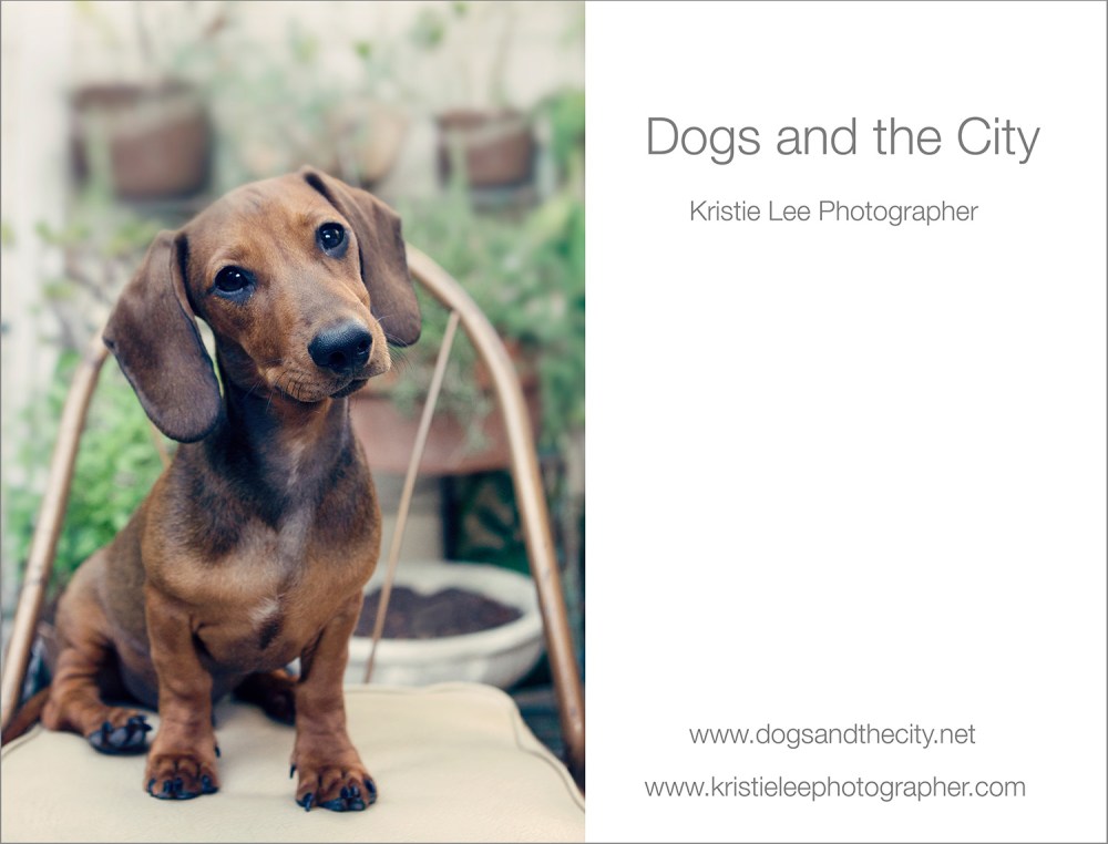 dogs and the city kristie lee photographer zeppelin