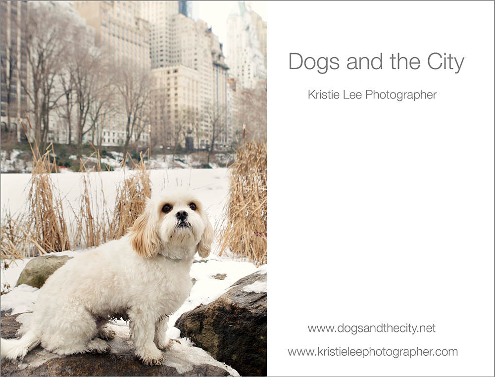 dogs and the city kristie lee photographer