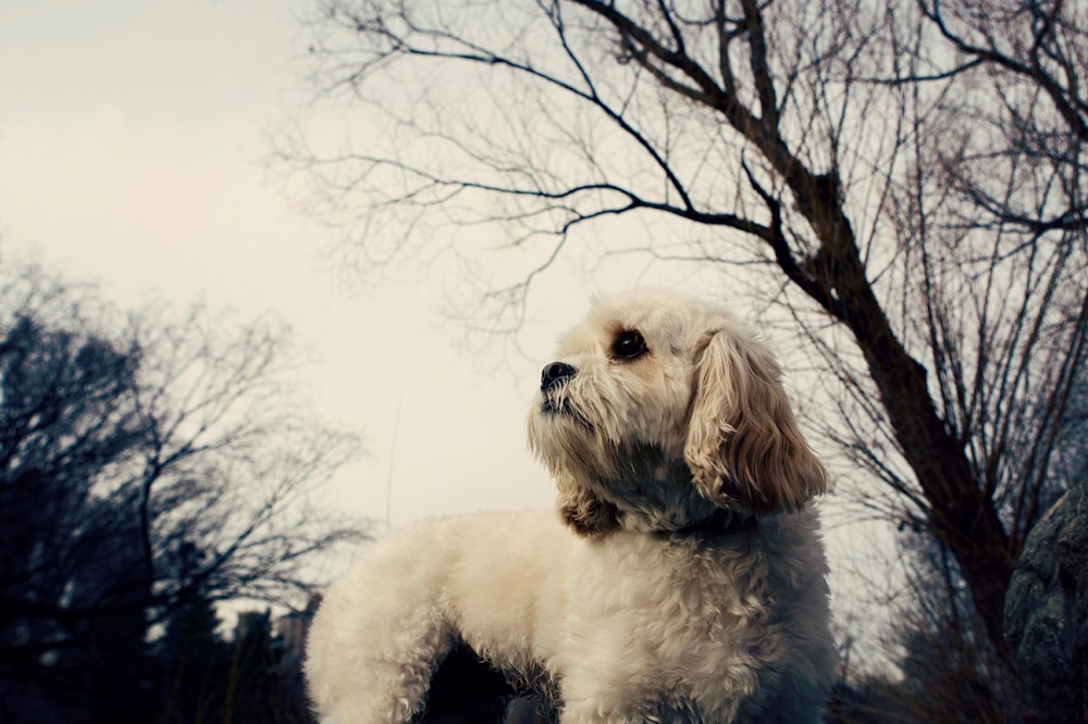 Oli- 088  Kristie Lee Photographer