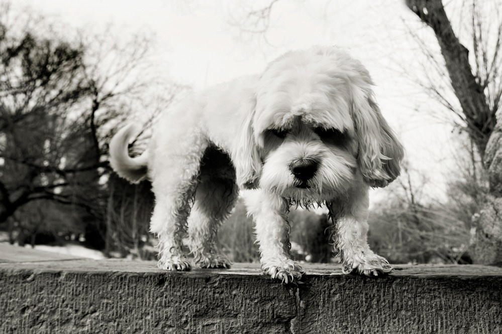 Oli- 089  Kristie Lee Photographer B&W